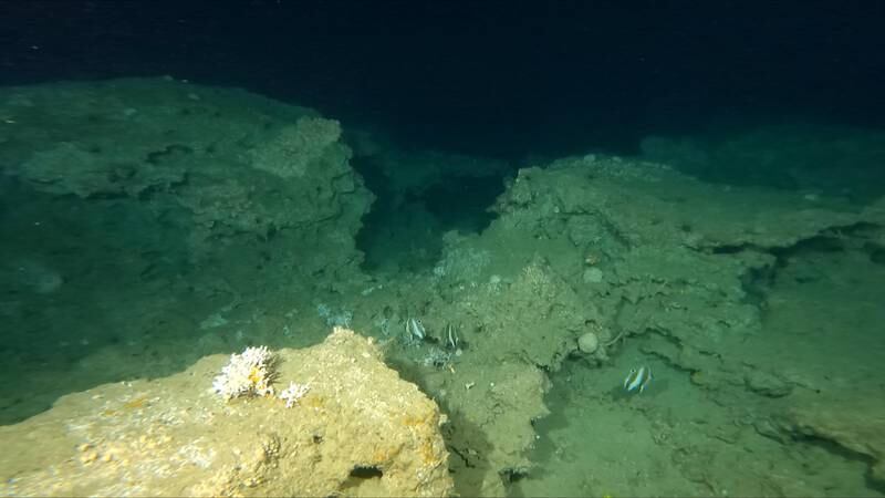 Marine life and coral at the 144-metre site. Photo: Simon Nadim / XR Hub