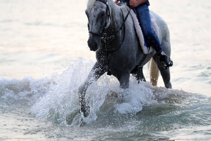 Because they are low impact, the beach rides have numerous health benefits for the horses. 