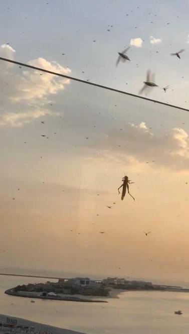 A swarm of what officials believe to be locusts were seen over Palm Jumeirah on Sunday evening