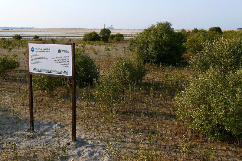 DUBAI, UNITED ARAB EMIRATES , April 19  – 2021 :- View of the Dubai Mangroves Forest at the Jebel Ali Wildlife Sanctuary, held under the patronage of Her Highness Sheikha Manal bint Mohammed bin Rashid Al Maktoum, President of Dubai Women Establishment and Honorary President of EMEG.  ( Pawan Singh / The National ) For News/Online/Instagram/Standalone/Big Picture. Story by Ramola