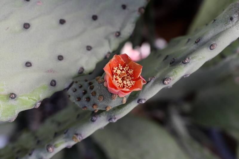 A flowering cactus plant. 