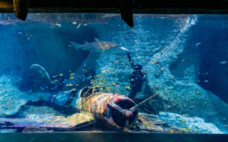 The National Aquarium in Al Qana, Abu Dhabi, is set to open on Friday, November 12