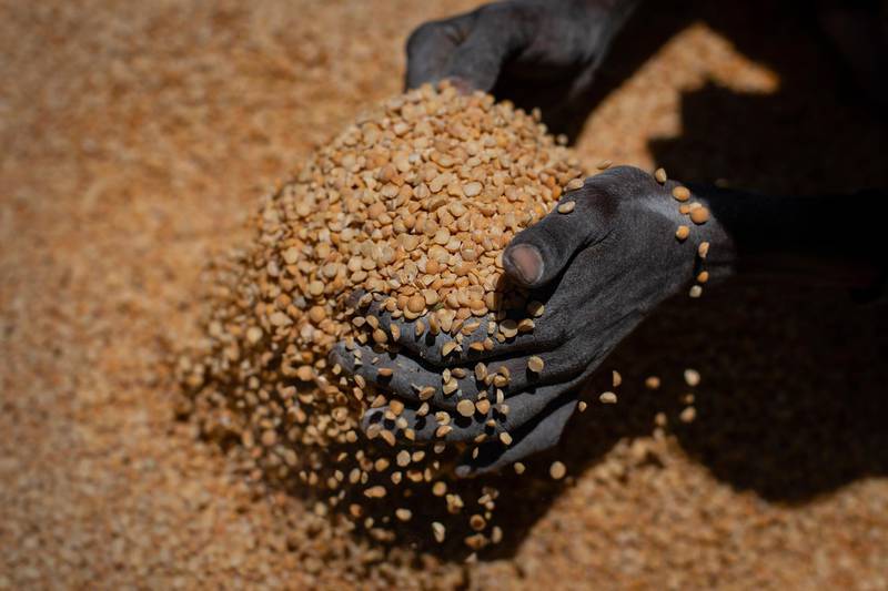 An Ethiopian woman scoops up portions of yellow split peas to be allocated to waiting families after it was distributed by the Relief Society of Tigray in the town of Agula, in the Tigray region of northern Ethiopia. AP Photo