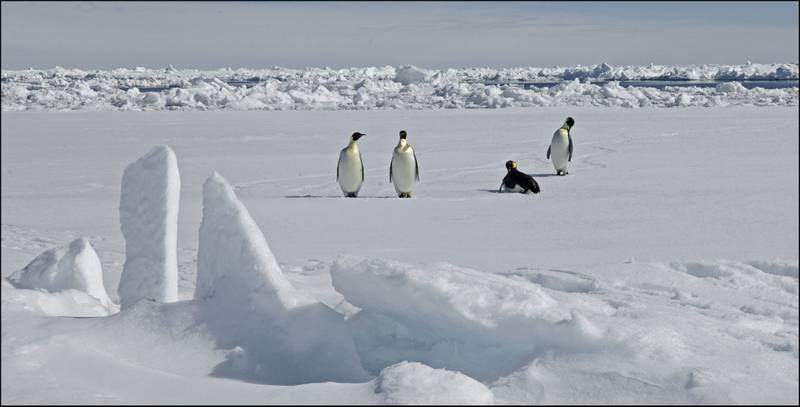 Emperor penguins in the Antarctic. PA