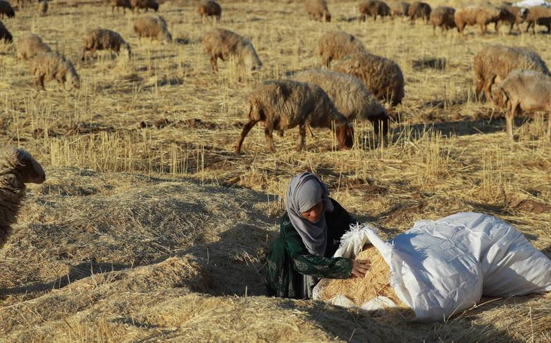 A Syrian shepherd empties wheat straw waste for her flock near Qamishli. Farmers in the Kurdish-held region have experienced dismal wheat harvests this year.