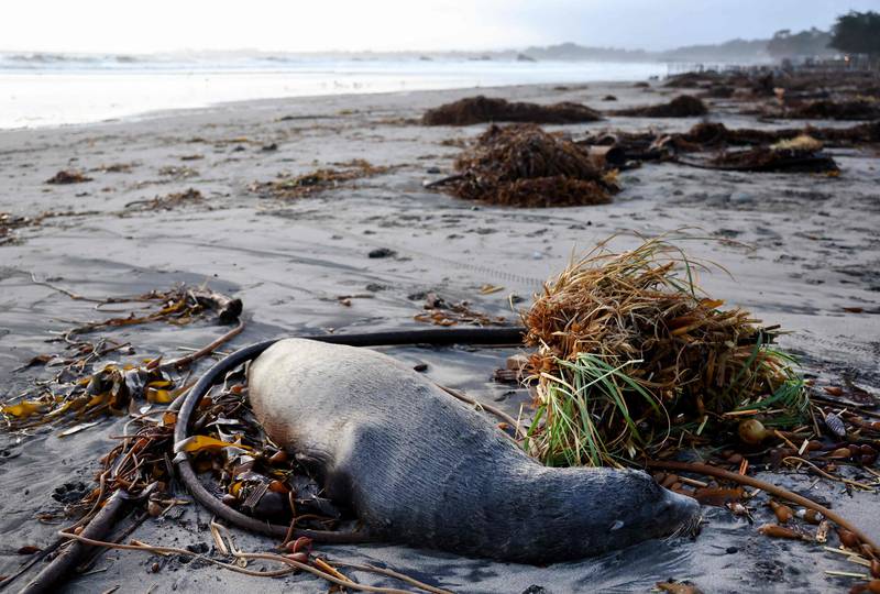  A dead sea lion on a beach in Aptos. Getty / AFP