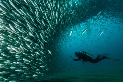 Silver medal, People and Nature: scuba diver with a school of mackerel, Cabo San Lucas, Baja California Sur, Mexico, by Mike Eyett, Austria.