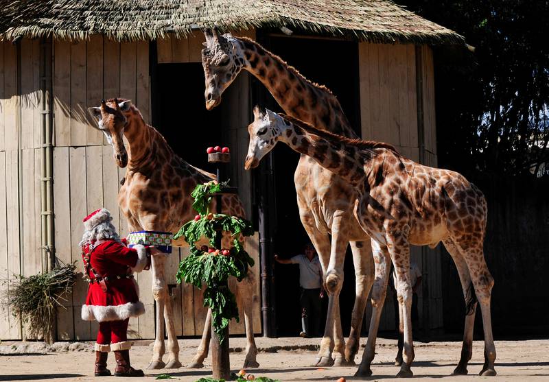Giraffes Pali, Pepo and Fito receive gifts from Santa at Aurora Zoo, Guatemala City, Guatemala. Reuters