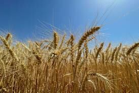 Emirates Wheat aims to increase crop production