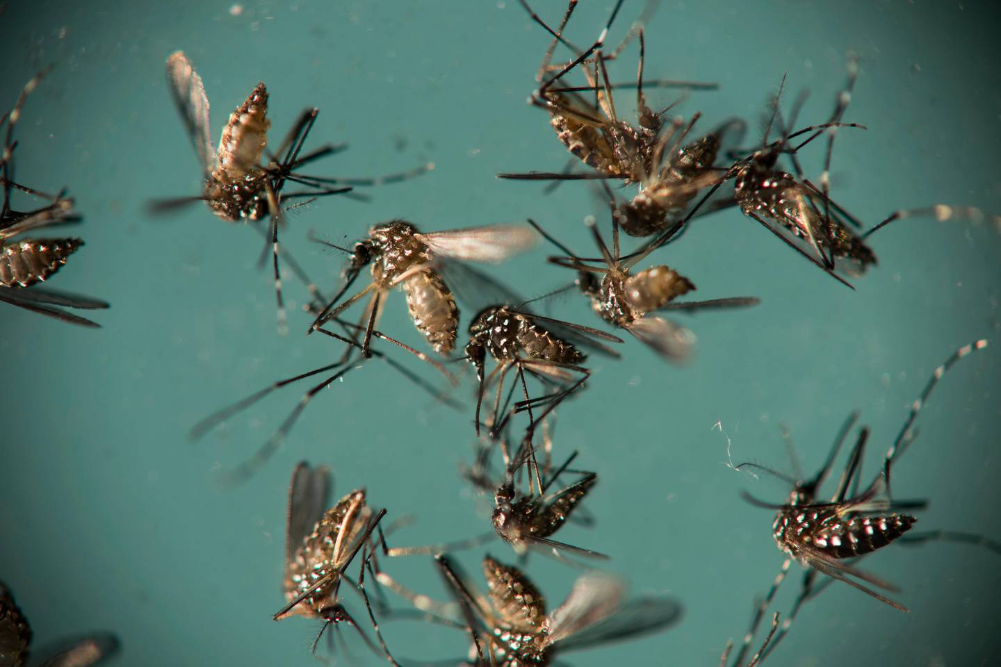 FILE - In this Sept. 29, 2016 file photo, Aedes aegypti mosquitoes, responsible for transmitting Zika, sit in a petri dish at the Fiocruz Institute in Recife, Brazil. The Zika virus may not seem as big a threat as last summer but don't let your guard down, especially if you're pregnant.  While cases of the birth defect-causing virus have dropped sharply from last year's peak in parts of South America and the Caribbean, Zika hasn't disappeared and remains a threat for U.S. travelers. (AP Photo/Felipe Dana, File)