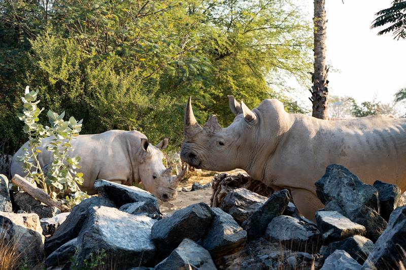 Dubai Safari Park will close at the end of May. Photo: Dubai Safari Park