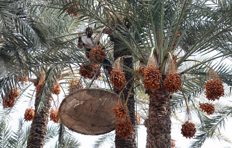 A man climbs a palm tree to pick dates.   