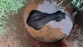 Indian elephant rescued after falling into well 