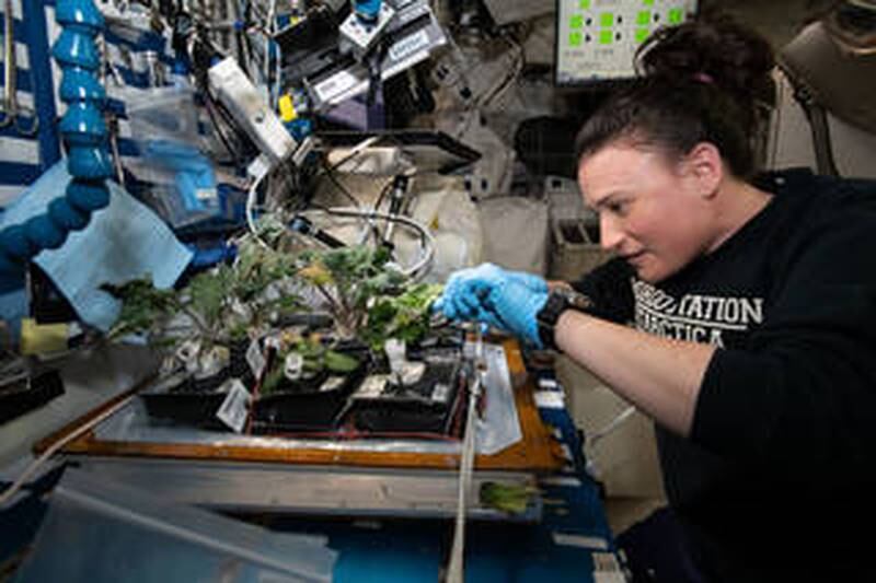 Nasa grows red Russian kale and dragoon lettuce on the space station. Photo: Nasa