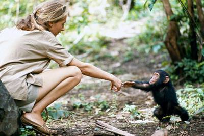 Young researcher Jane Goodall with baby chimpanzee Flint at Gombe Stream Reasearch Center in Tanganyika.