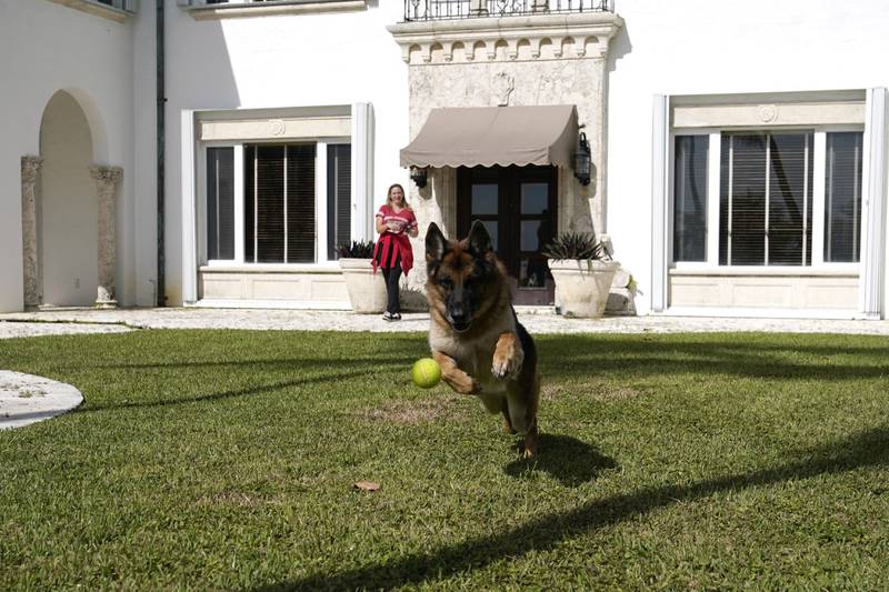German Shepherd Gunther VI chases a tennis ball thrown by handler Stacey Marino outside a house owned by pop star Madonna on November 15, 2021, in Miami. Gunther VI is estimated to have a net worth of about $500 million, thanks to inheritance as well as investments. AP Photo