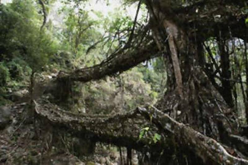 One of the several living root bridges on the outskirts of Cherrapunji, Meghalaya. The bridges are built from the roots of rubber trees and get stronger as they grow older.