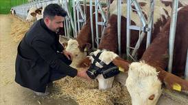 VR goggles soothe cows and help Turkish farmer produce more milk