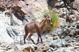 Trap cameras capture images of rare wildlife in Oman