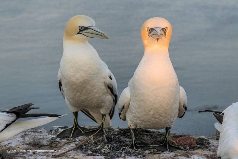 The Comedy Wildlife Photography Awards 2019Co GriftPuttenNetherlandsPhone: 0031621924787Email: co.grift@icloud.comTitle: Indecent proposal?....Description: On the Isle of Helgoland, Germany, the script for this story-telling picture was written by the attitude of the gannet, staying in the shade of the other one, who was illuminated by the rising sun (at 05.18 AM)Animal: gannetLocation of shot: Helgoland, Germany
