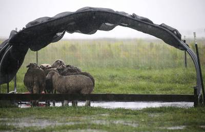 Sheep take shelter from the rain during Hurricane Delta near Lake Arthur, Louisiana. AFP