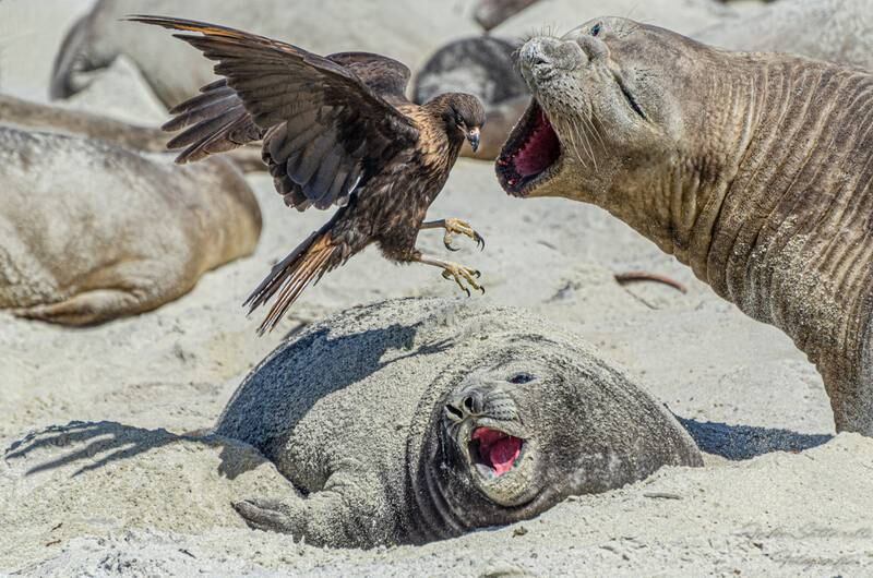 Honourable Mention, Wildlife, Fabio Saltarelli, Argentina. Elephant seal defends her calf from a bird in the Falkland Islands.