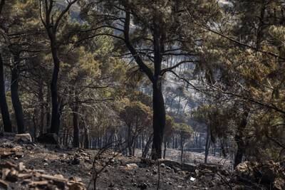 Blackened pine trees cover land scorched by fires that broke out close to the town of Beit Mery.