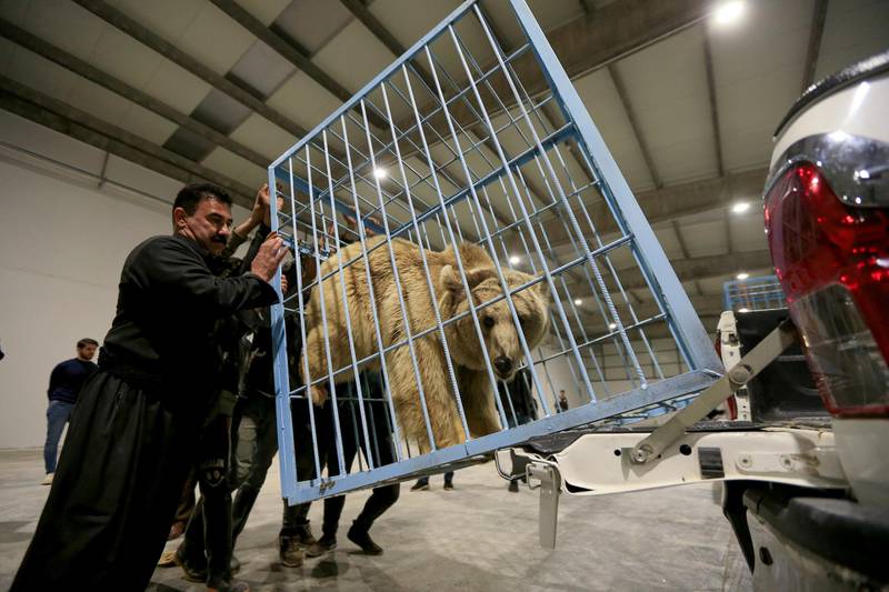 A bear is seen inside a cage before its release in Dohuk, Iraq. Reuters