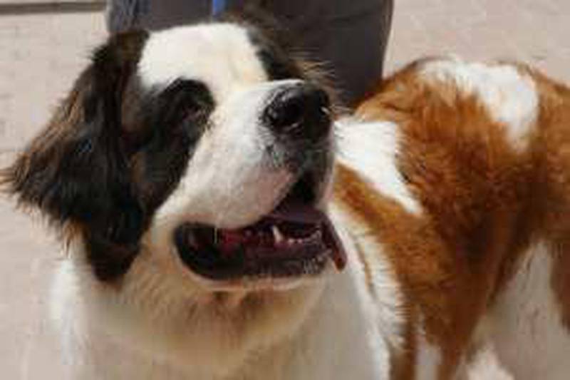 DUBAI - MAY 9,2010 - BeBe , 18 month old St. Bernard dog is sheltered at K9 Friends in Dubai. ( Paulo Vecina/The National )