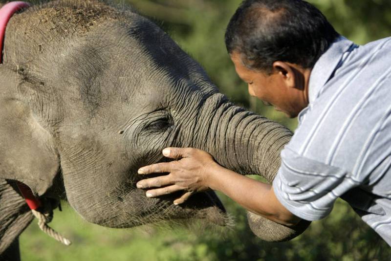 A trainer, or ‘Mahot’, pets a young elephant at the training centre. (Hotli Simanjuntak / EPA / March 7, 2014)