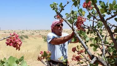 An image that illustrates this article Pistachio farming in north-western Syria still faces challenges - in pictures