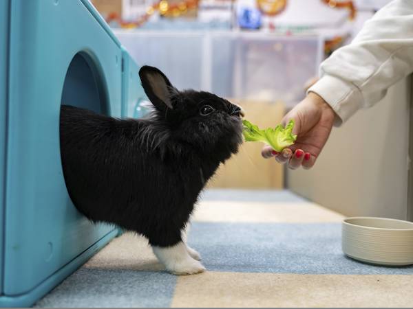An image that illustrates this article Hong Kong bunnies enjoy rabbit resort when owners go away