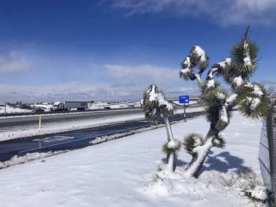 A Joshua tree is covered in snow near the Cajon Pass in Oak Hills. AP
