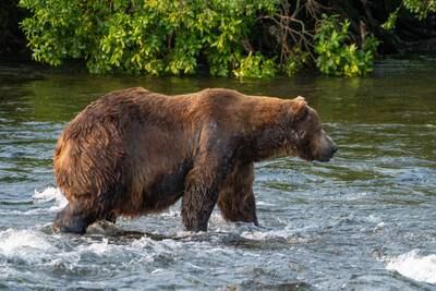 Bear 32, named Chunk, is one of the most dominant bears in the falls, the US National Park Service said. Photo: L Law