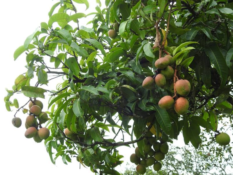 Some mangoes take the shape and hue of apples. Photo: Bindu Gopal Rao