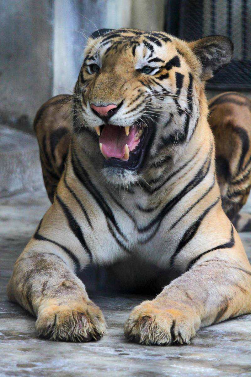 A Royal Bengal tiger sits at its enclosure at the Alipore zoo in Kolkata, India, Monday, July 29, 2019. India's tiger population has grown to nearly 3,000, making the country one of the safest habitats for the endangered animals.Prime Minister Narendra Modi released the tiger count for 2018 on Monday said it's a "historic achievement" for India as the big cat's population had dwindled to 1,400 about 14-15 years ago. (AP Photo/Bikas Das)