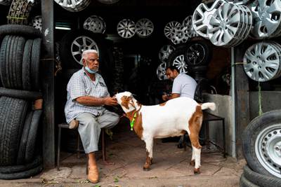 A man feeds a goat at his auto-parts shop in the old quarter of New Delhi. AFP
