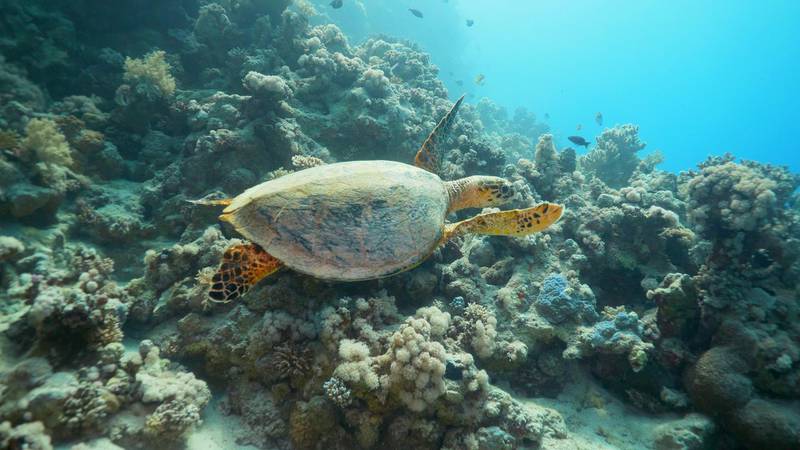 The Red Sea project is home to a number of endangered species, including the hawksbill sea turtle. Courtesy The Red Sea Development Company