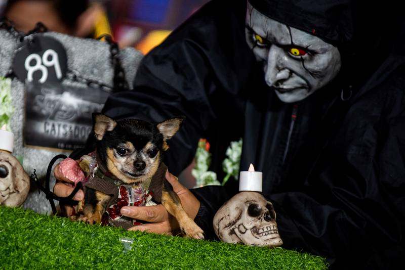 A hound puts on a horror show in the contest.
