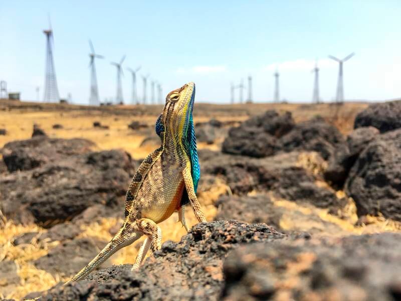 First Place, Climate, Sandesh Kadur, India. A fan-throated Lizard stands guard over his territory.