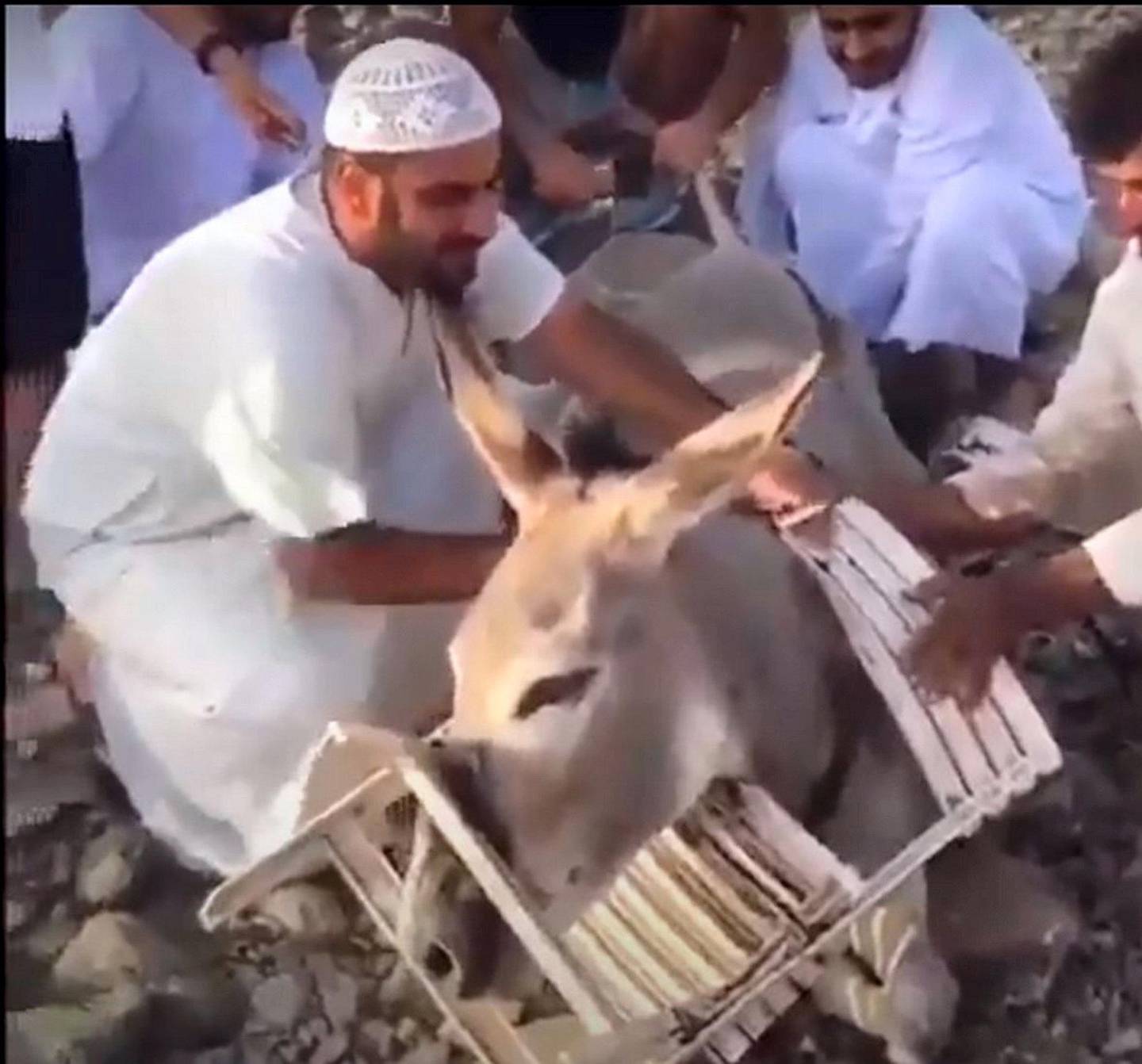 Salem Al Kaabi and his friends and family free a wild donkey from a chair. Courtesy: Salem Al Kaabi