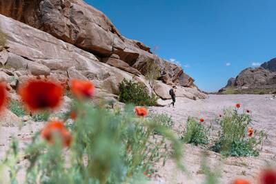 Desert poppies in Neom's Nature Reserve region 