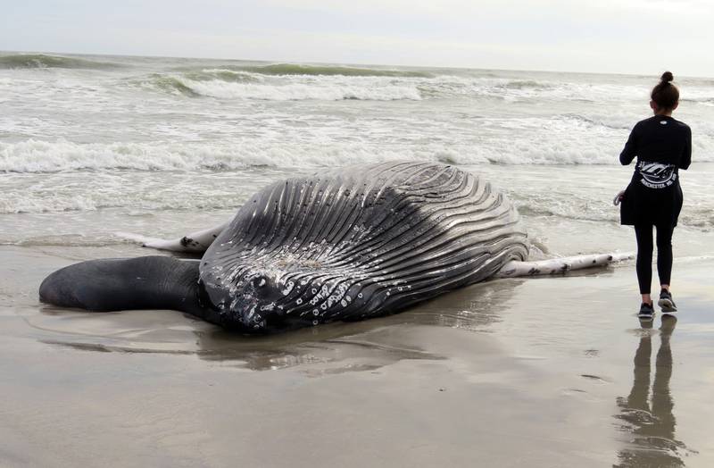 The carcass of a humpack whale lies on a beach, in New Jersey. It was the seventh dead whale to wash ashore in New Jersey and New York in about a month, prompting calls for a temporary halt in offshore wind farm preparation on the ocean floor from politicians and environmental groups. AP