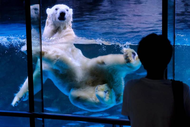 A visitor looks at a polar bear swimming in the aquarium at the Hakkeijima Sea Paradise theme park in Yokohama which was reopened on June 1 after about 2 months of closure amid concerns over the spread of the COVID-19 novel coronavirus.  AFP