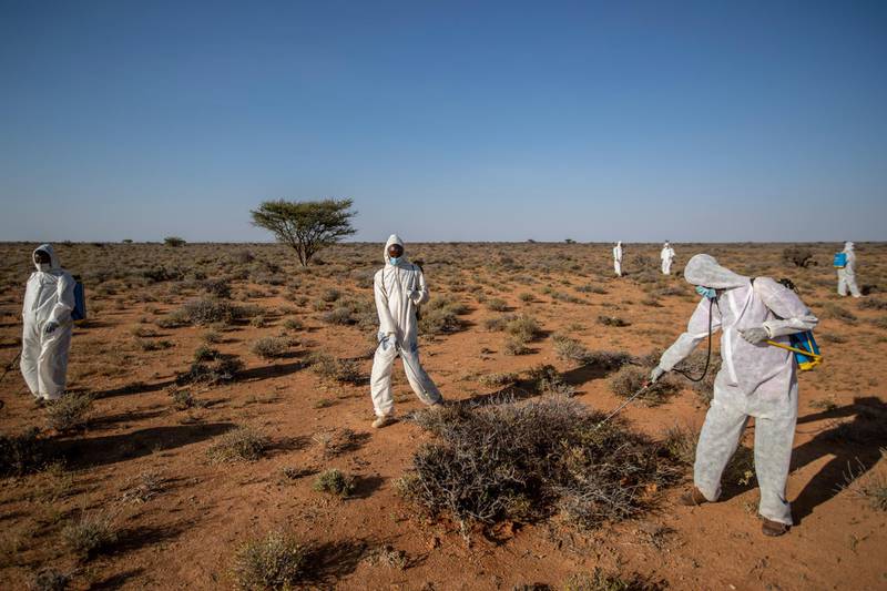 Pest-control sprayers demonstrate their work on the thorny bushes in the desert that is the breeding ground of desert locusts for a visiting delegation of Somali ministry officials.  AP