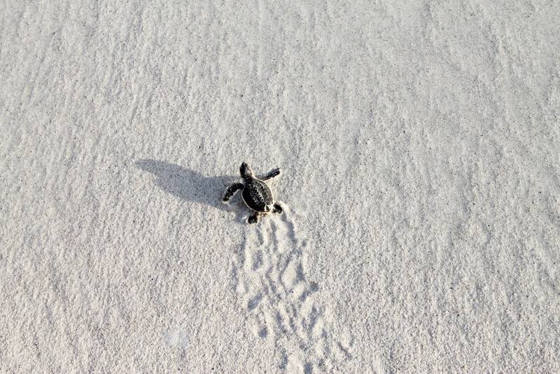 It is hawksbill turtle hatching season on Saadiyat Beach. Environmentalists are asking for help to ensure their survival. Courtesy TDIC 