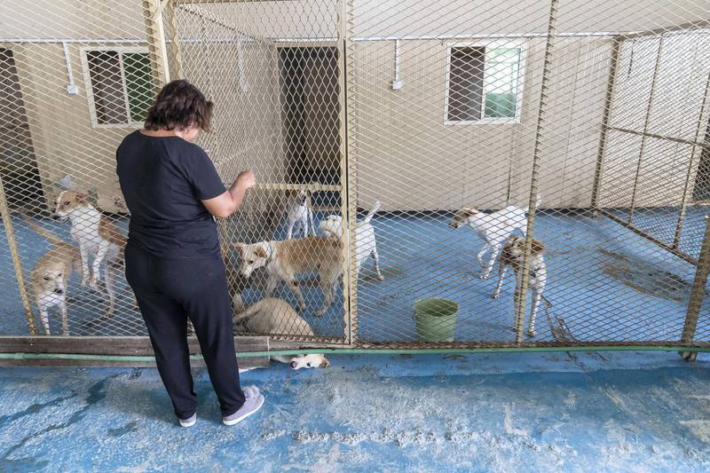 Dog shelters fill up as summer heat rises and rescuers take in more strays. Tour of the dogs helter run by Animals and Us in Fujairah along with Founder Michelle Francis on June 13 th, 2021.Antonie Robertson / The National.Reporter: Kelly Clarke for National.