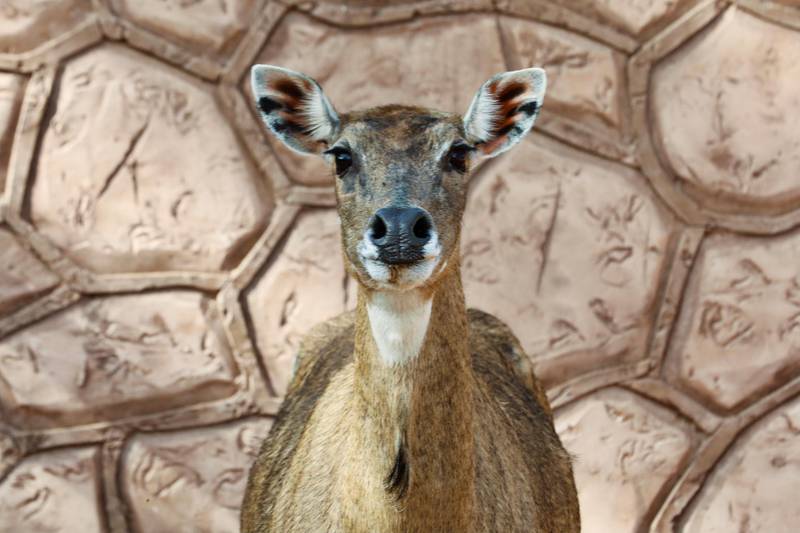 Antelopes are resident on the Diab family farm in the Tajoura suburb of Tripoli, Libya. Reuters