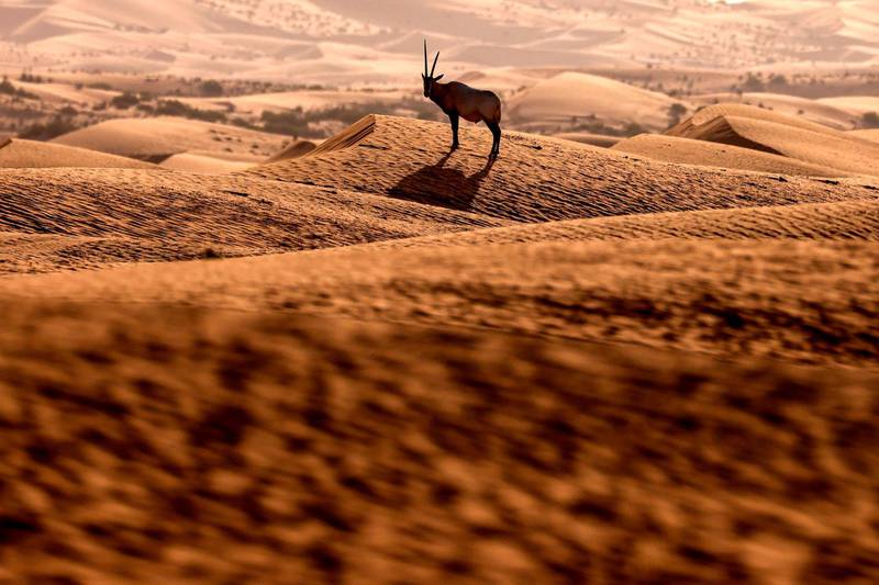 TOPSHOT - An Arabian sand gazelle, known as "Reem", is pictured at the Telal Resort on the outskirts of the city of al-Ain at the far east of the Gulf emirate of Abu Dhabi on January 26, 2021. / AFP / Karim SAHIB
