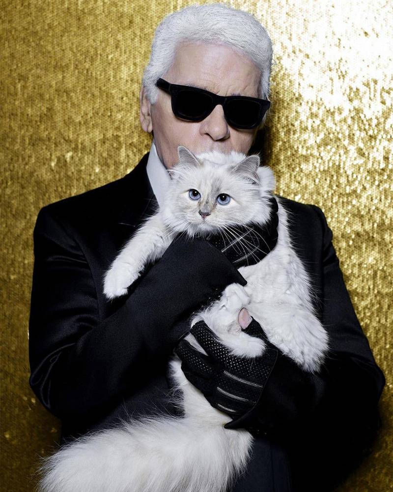 Ingenieurs Theseus Nodig hebben Karl Lagerfeld's cat Choupette has landed a pet furniture collaboration